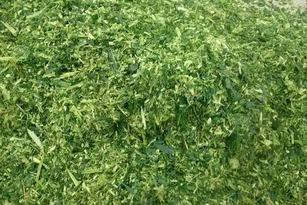 养猪可以用青储饲料吗
