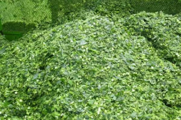 养猪可以用青储饲料吗