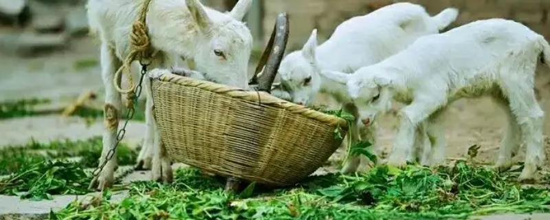 羊的饲料有哪些