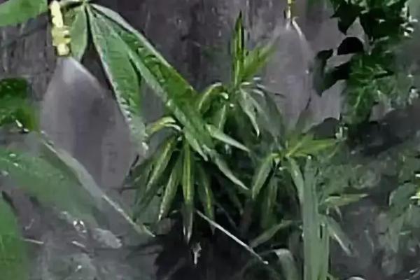 河水浇花好还是自来水浇花好