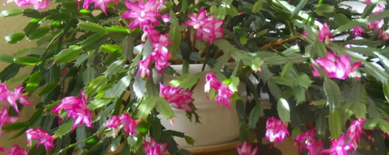 蟹爪兰喜欢什么肥