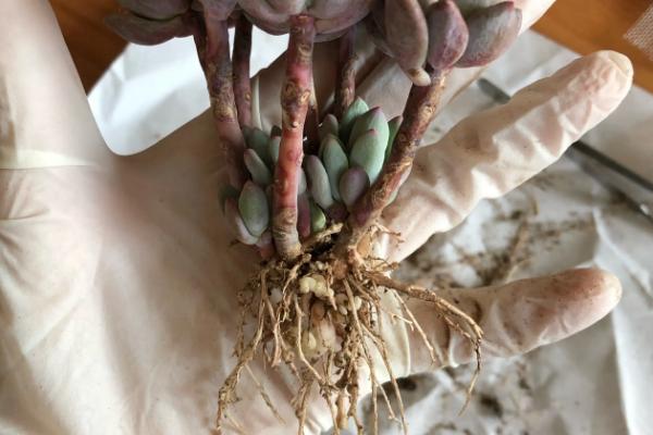 盆栽多肉的养殖方法和注意事项