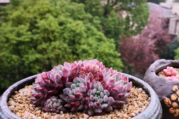 盆栽多肉的养殖方法和注意事项
