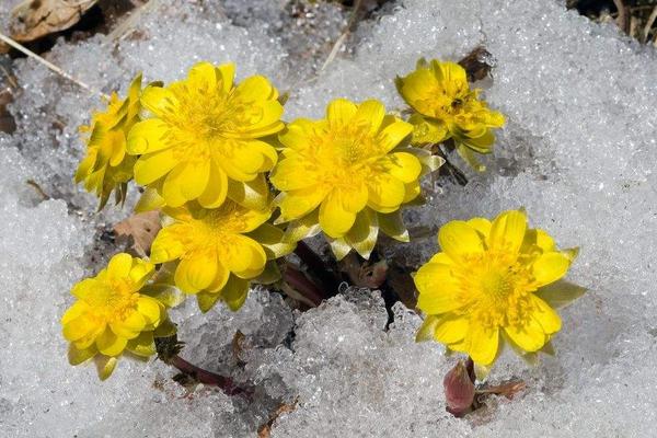 雪水浇花好不好