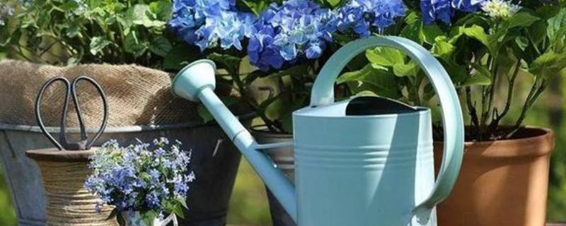 温水可以浇花吗