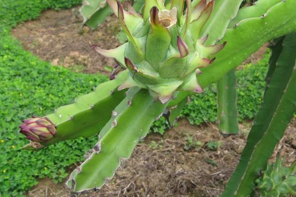 用什么嫁接蟹爪兰好