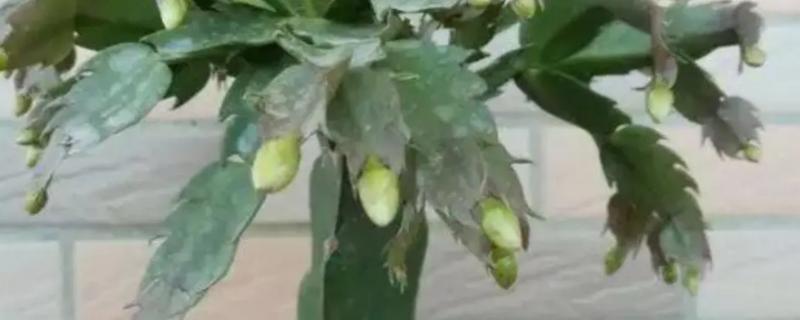 蟹爪兰嫁接时间和方法