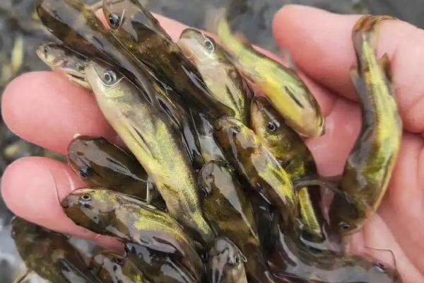 黄骨鱼吃什么食物为主