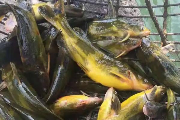 黄骨鱼吃什么食物为主