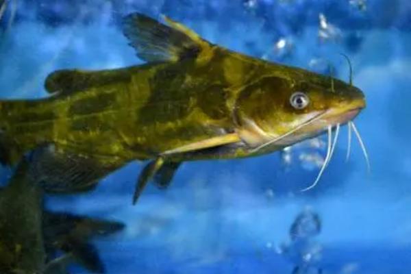 黄骨鱼吃什么食物为主