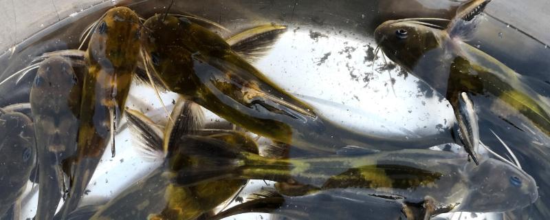 黄骨鱼是海鱼还是淡水鱼