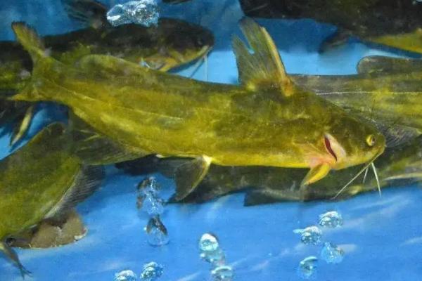 黄骨鱼是海鱼还是淡水鱼