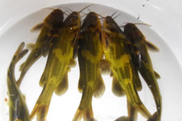 黄骨鱼是海鱼还是淡水鱼