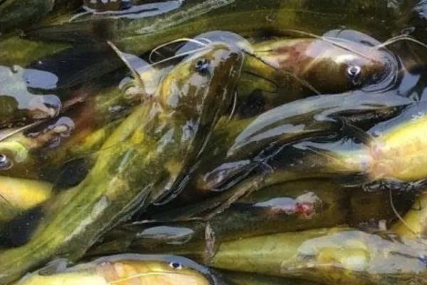 黄骨鱼是海鱼还是淡水鱼