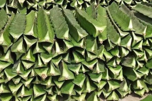 蟹爪兰如何嫁接