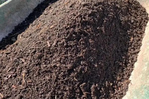 盆栽库拉索芦荟的养殖方法和注意事项