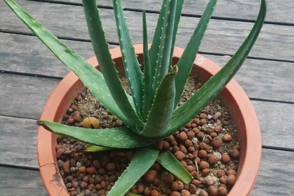 盆栽库拉索芦荟的养殖方法和注意事项