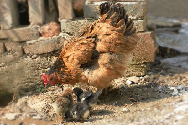 家禽和家畜的区别
