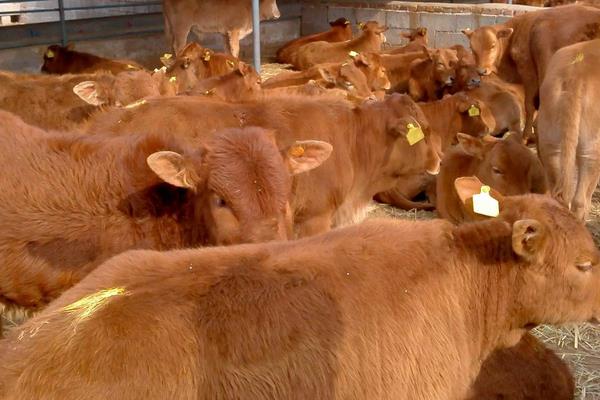 家禽和家畜的区别