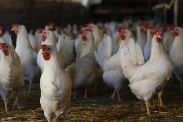 家禽和家畜的区别