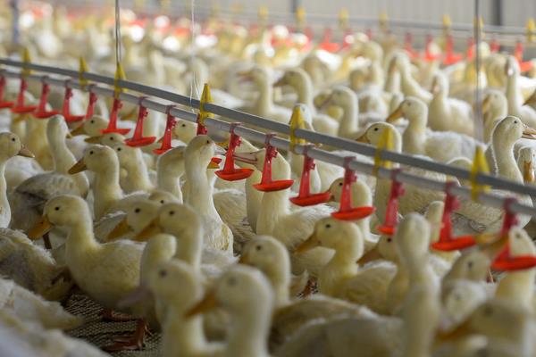 家禽和家畜的区别