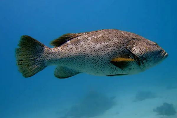 石斑鱼能长多大