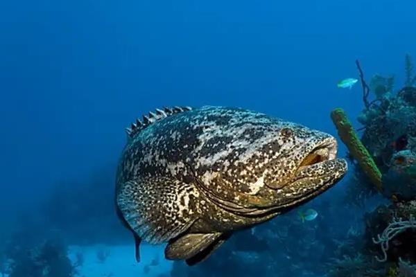 石斑鱼能长多大