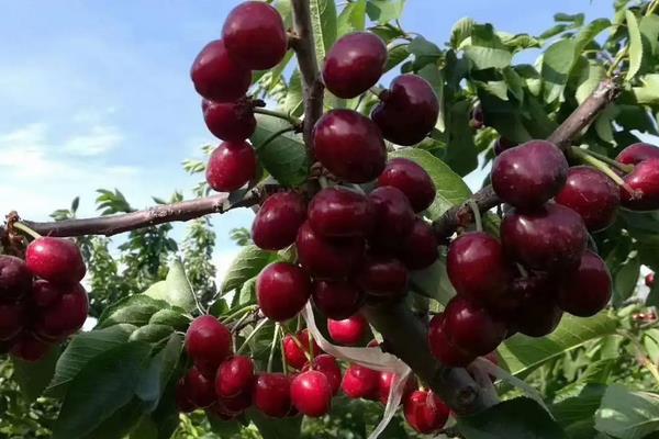 汶川车厘子上市时间