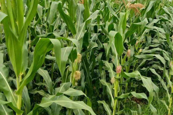 先丰909玉米品种介绍