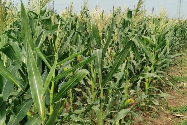 科泰1608玉米品种介绍