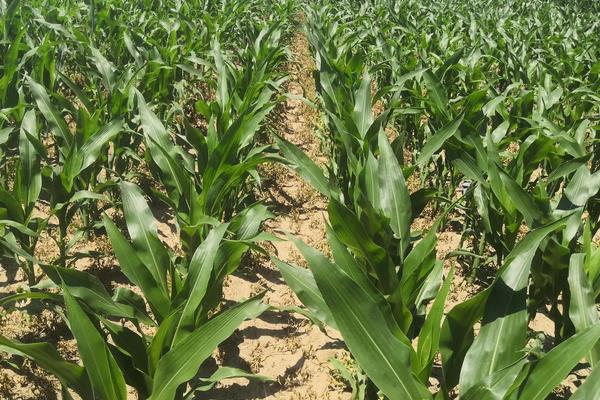 丰德存玉10号品种介绍