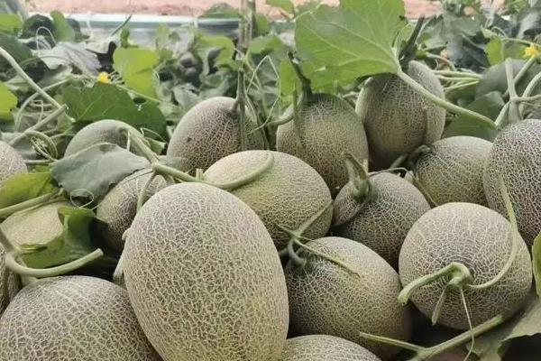 哈密瓜几月份上市