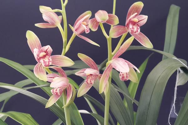 兰花叶面肥有哪些