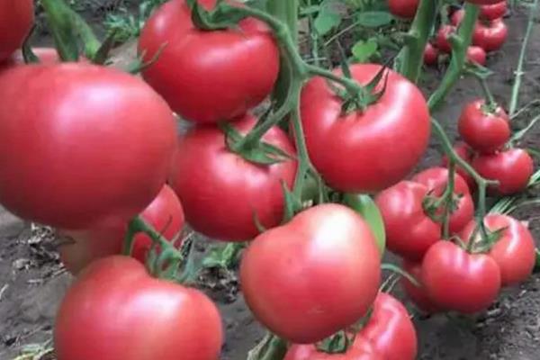 金鹏番茄新品种