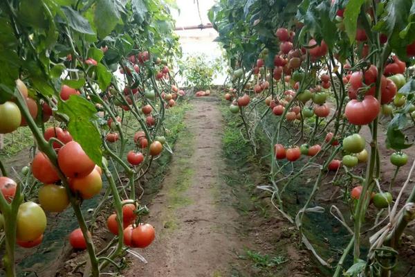 金鹏番茄新品种