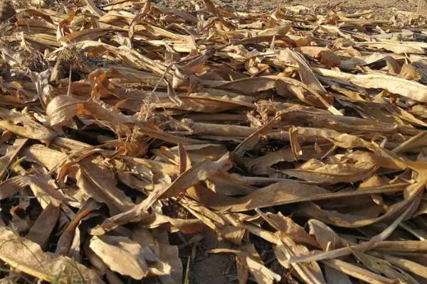 蚯蚓饲料有哪些