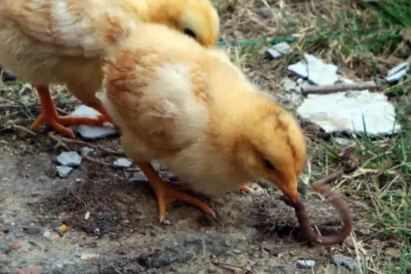 蚯蚓怎么做成饲料