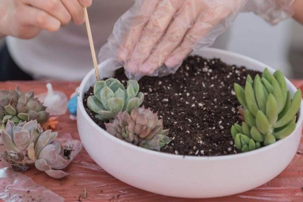 复合肥养多肉可以吗