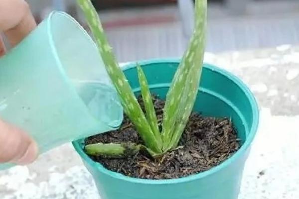 芦荟需要浇水吗
