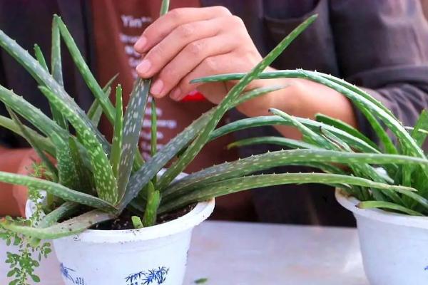 复合肥芦荟用量