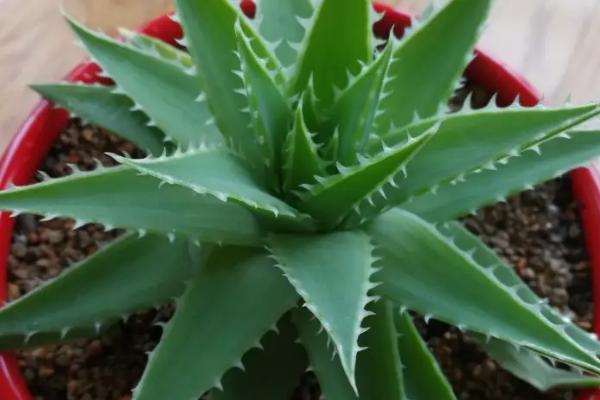 盆栽芦荟的养殖方法和注意事项