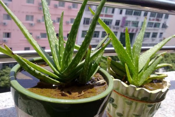 盆栽芦荟的养殖方法和注意事项