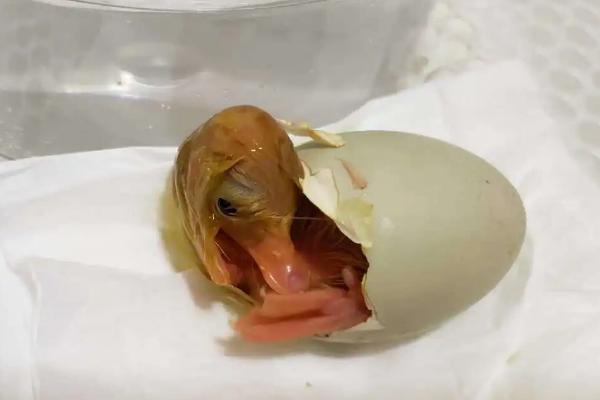 柯尔鸭孵化多少天