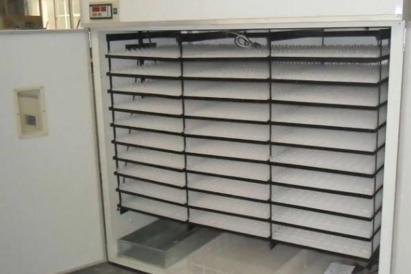 柯尔鸭孵化多少天