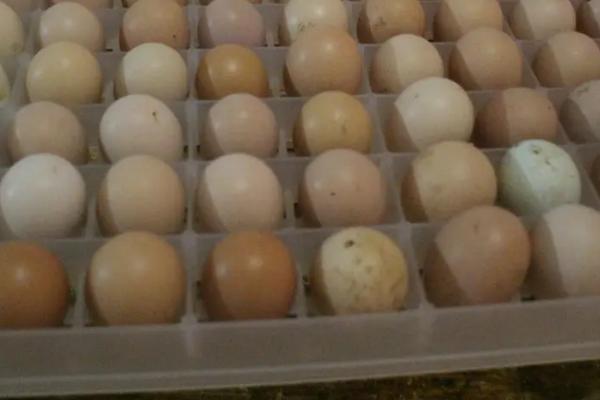 柯尔鸭孵化多少天