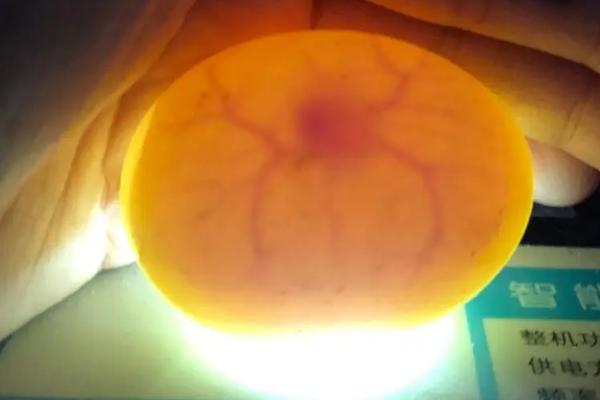 柯尔鸭孵化多少天