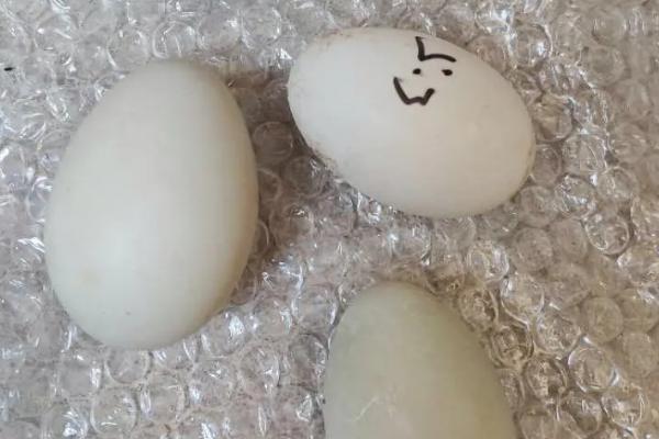 柯尔鸭孵化多少天