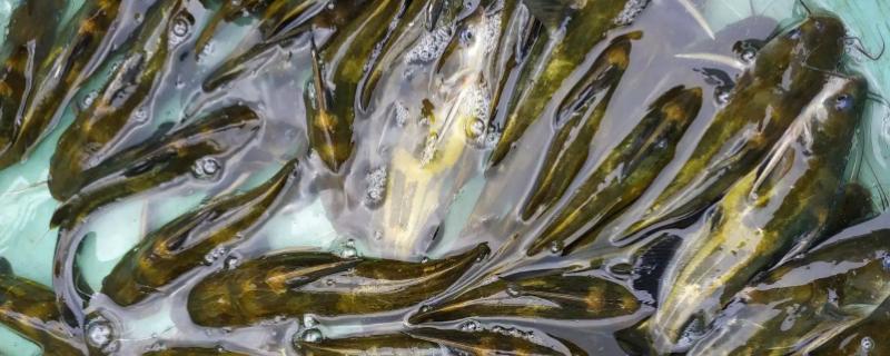 黄骨鱼生长速度