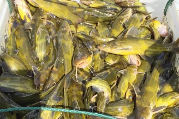 黄骨鱼生长速度