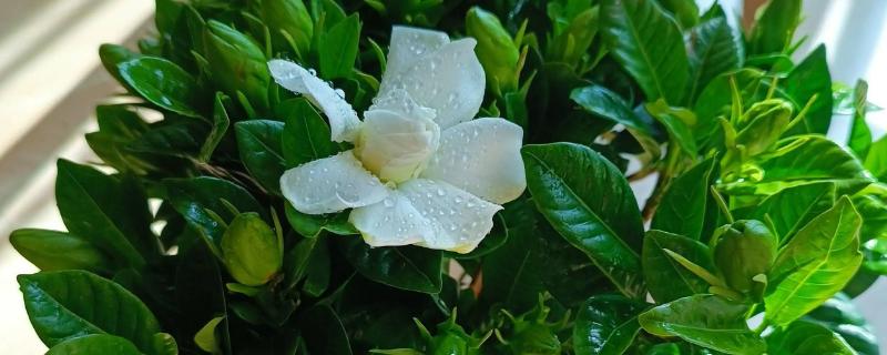 盆栽栀子花怎么养才能开花